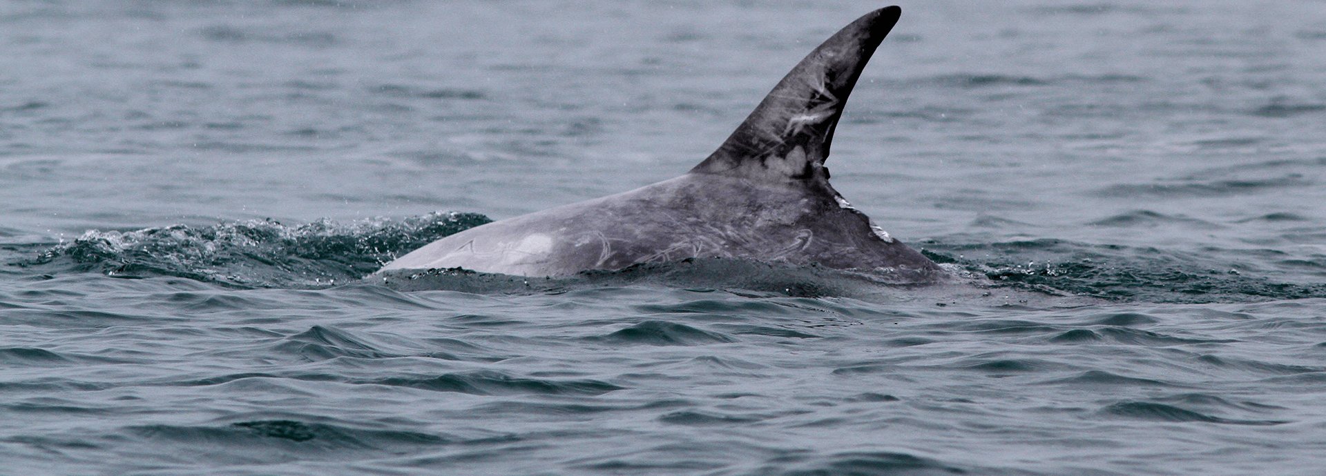 Dolphin cruise on Arabian Sea | Abercrombie & Kent