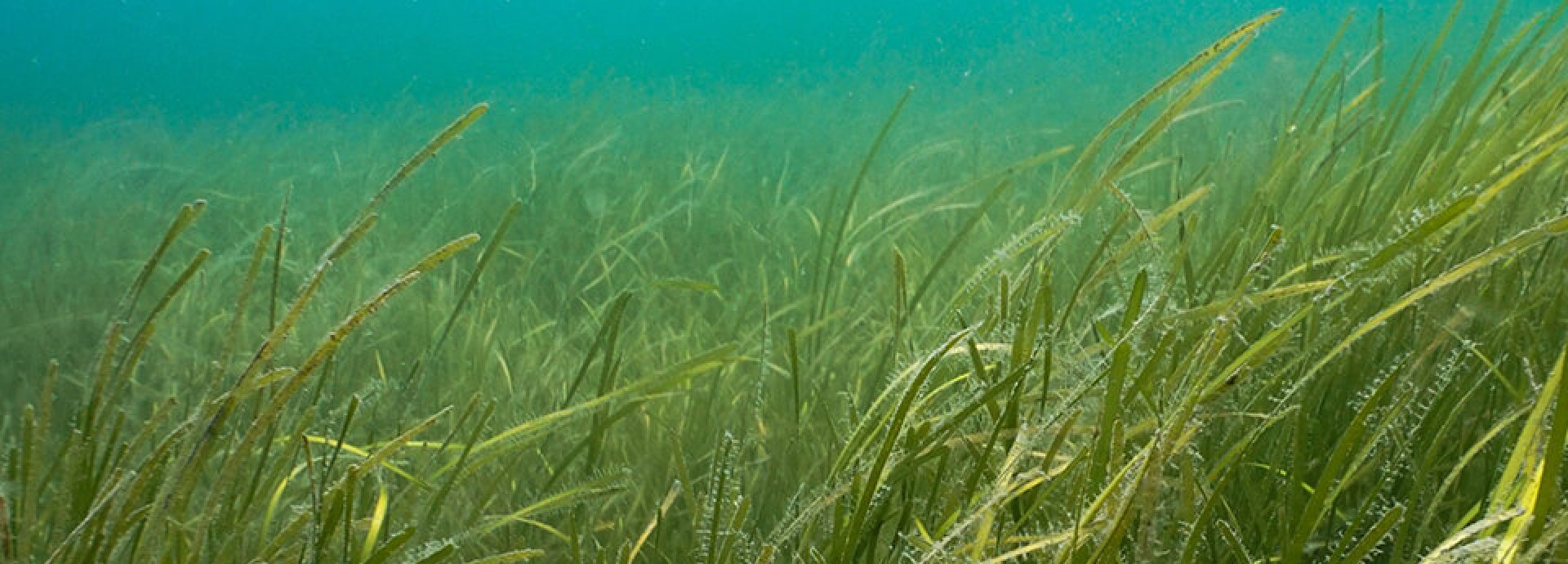 Seagrass | Pen Llŷn a’r Sarnau