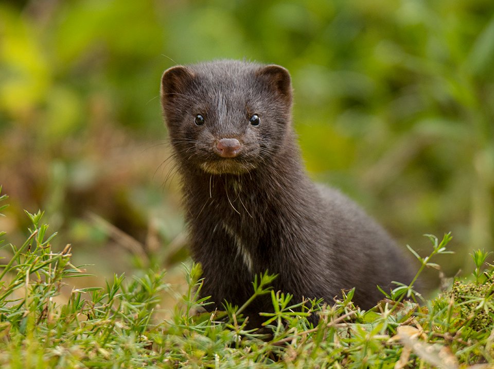 Rhywogaethau Ymledol