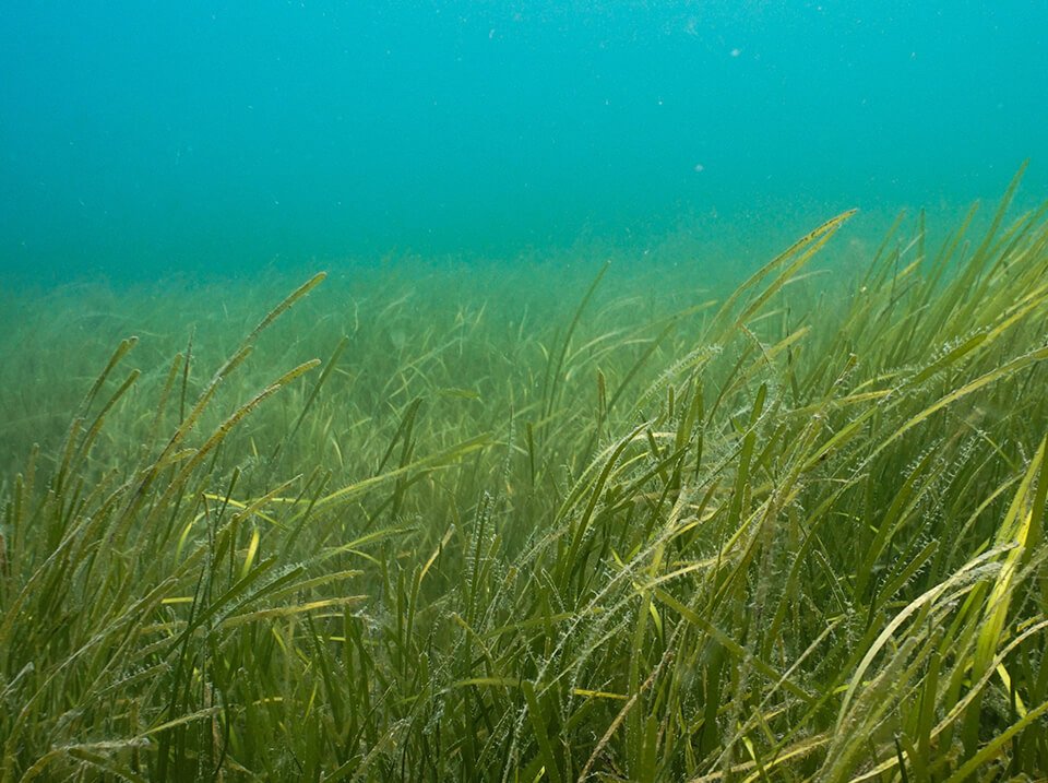 Seagrass | Pen Llŷn a’r Sarnau