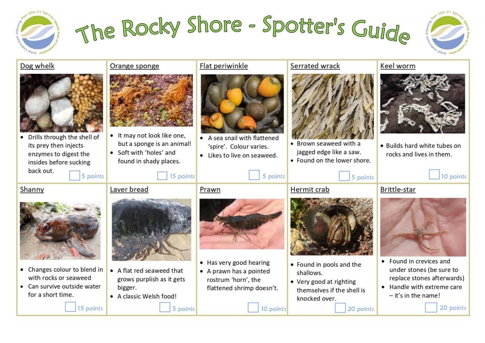 Rocky Shore Spotter’s Guide